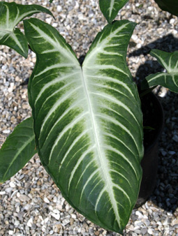 کالادیوم لیندنی